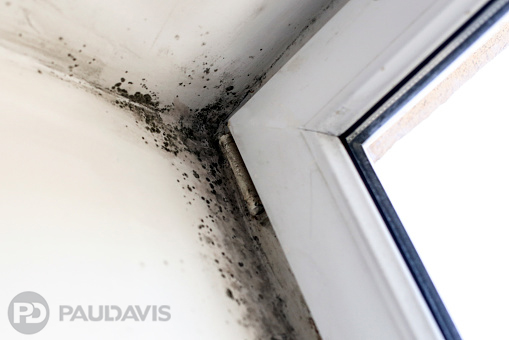 Annual Mold Inspections Might Be Smart